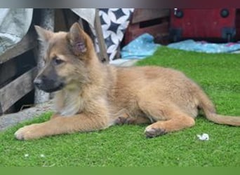 Vier Weihnachtswelpen, eine fröhliche Truppe, die mitten in der Natur aufwächst