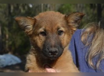 Fünf Weihnachtswelpen, eine fröhliche Truppe, die mitten in der Natur aufwächst