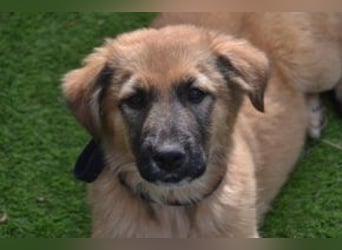 Fünf Weihnachtswelpen, eine fröhliche Truppe, die mitten in der Natur aufwächst