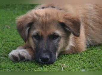 Fünf Weihnachtswelpen, eine fröhliche Truppe, die mitten in der Natur aufwächst