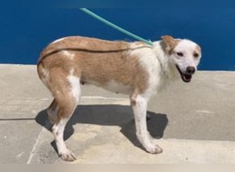 Fati, hat im Tierheim schon viel von ihrer Unsicherheit überwunden