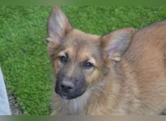 Vier Weihnachtswelpen, eine fröhliche Truppe, die mitten in der Natur aufwächst