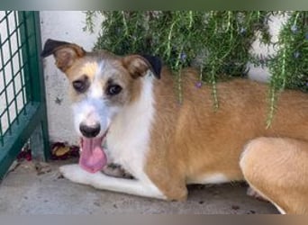 Pinha, eine noch sehr schüchterne junge Hündin mit unbekannter Herkunft