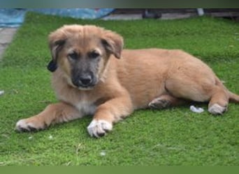 Fünf Weihnachtswelpen, eine fröhliche Truppe, die mitten in der Natur aufwächst