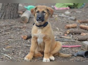 Fünf Weihnachtswelpen, eine fröhliche Truppe, die mitten in der Natur aufwächst