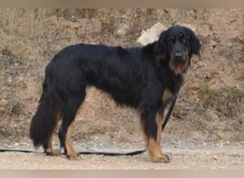 Bella, eine treue Gefährtin mit freundlichem Wesen