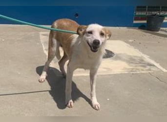 Fati, hat im Tierheim schon viel von ihrer Unsicherheit überwunden