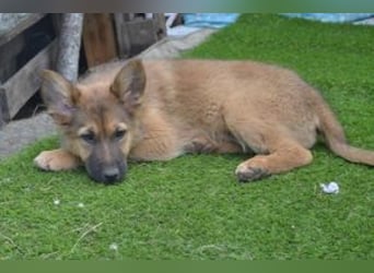 Fünf Weihnachtswelpen, eine fröhliche Truppe, die mitten in der Natur aufwächst (Monkey)