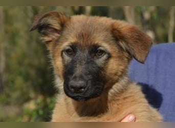 Fünf Weihnachtswelpen, eine fröhliche Truppe, die mitten in der Natur aufwächst (Rima)