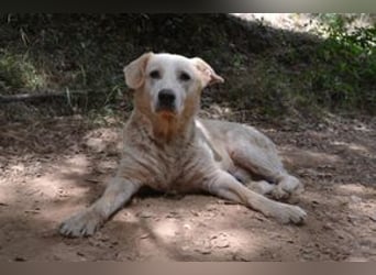 Neige, einer von vier Hunden, die dringend ein neues Zuhause benötigen