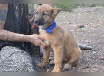 Fünf Weihnachtswelpen, eine fröhliche Truppe, die mitten in der Natur aufwächst (Peggy)