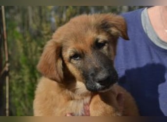 Fünf Weihnachtswelpen, eine fröhliche Truppe, die mitten in der Natur aufwächst