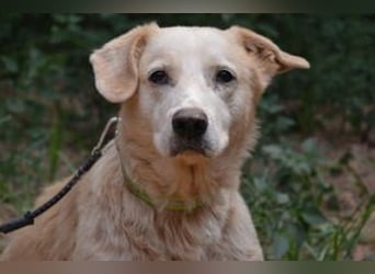 Neige, einer von vier Hunden, die dringend ein neues Zuhause benötigen