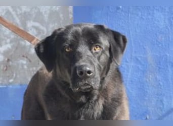 Pestinha, ein durch schlechte Haltung etwas orientierungsloser Rüde