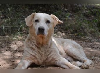 Neige, einer von vier Hunden, die dringend ein neues Zuhause benötigen