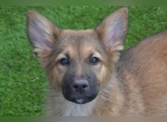 Vier Weihnachtswelpen, eine fröhliche Truppe, die mitten in der Natur aufwächst