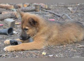 Fünf Weihnachtswelpen, eine fröhliche Truppe, die mitten in der Natur aufwächst (Monkey)