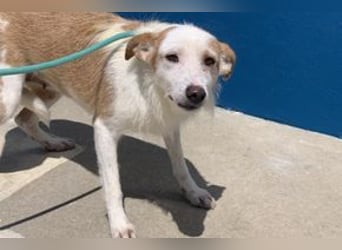 Fati, hat im Tierheim schon viel von ihrer Unsicherheit überwunden