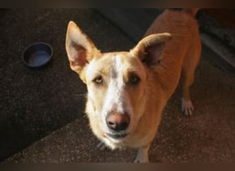 Avela, eine intelligente und durchsetzungsfähige Persönlichkeit