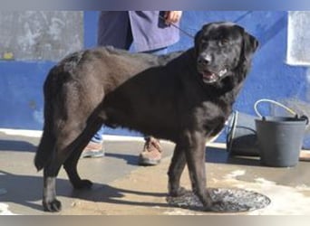 Pestinha, ein durch schlechte Haltung etwas orientierungsloser Rüde