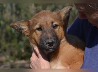 Fünf Weihnachtswelpen, eine fröhliche Truppe, die mitten in der Natur aufwächst