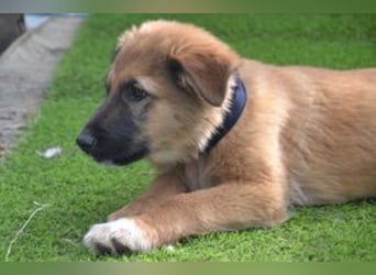 Fünf Weihnachtswelpen, eine fröhliche Truppe, die mitten in der Natur aufwächst