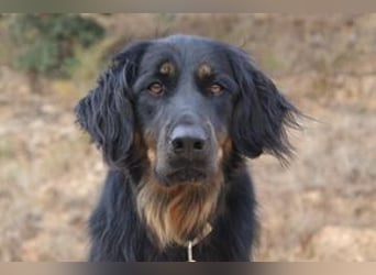 Bella, eine treue Gefährtin mit freundlichem Wesen