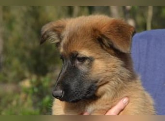Fünf Weihnachtswelpen, eine fröhliche Truppe, die mitten in der Natur aufwächst