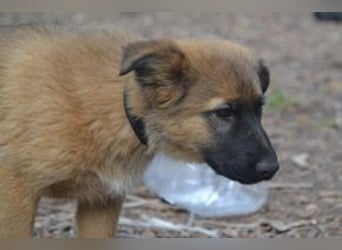 Fünf Weihnachtswelpen, eine fröhliche Truppe, die mitten in der Natur aufwächst
