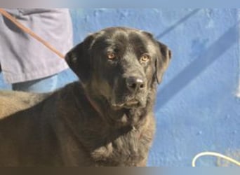 Pestinha, ein durch schlechte Haltung etwas orientierungsloser Rüde