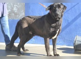 Pestinha, ein durch schlechte Haltung etwas orientierungsloser Rüde