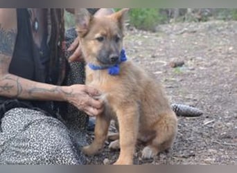Fünf Weihnachtswelpen, eine fröhliche Truppe, die mitten in der Natur aufwächst (Peggy)