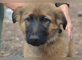 Fünf Weihnachtswelpen, eine fröhliche Truppe, die mitten in der Natur aufwächst (Rima)
