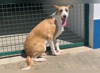 Pinha, eine noch sehr schüchterne junge Hündin mit unbekannter Herkunft