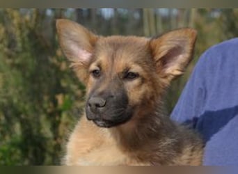 Fünf Weihnachtswelpen, eine fröhliche Truppe, die mitten in der Natur aufwächst (Monkey)
