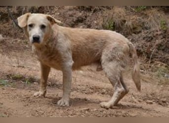 Neige, einer von vier Hunden, die dringend ein neues Zuhause benötigen