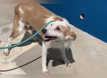 Fati, hat im Tierheim schon viel von ihrer Unsicherheit überwunden