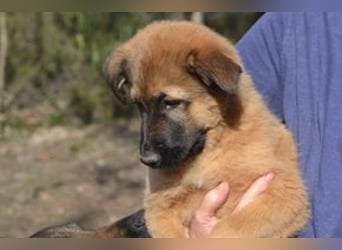 Fünf Weihnachtswelpen, eine fröhliche Truppe, die mitten in der Natur aufwächst (Zoo)