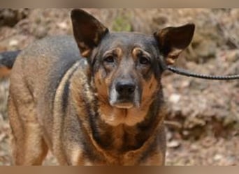 Joy, eine von vier Hunden, die dringend ein neues Zuhause benötigen