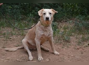 Neige, einer von vier Hunden, die dringend ein neues Zuhause benötigen