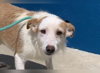 Fati, hat im Tierheim schon viel von ihrer Unsicherheit überwunden