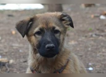 Fünf Weihnachtswelpen, eine fröhliche Truppe, die mitten in der Natur aufwächst