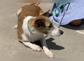 Pinha, eine noch sehr schüchterne junge Hündin mit unbekannter Herkunft