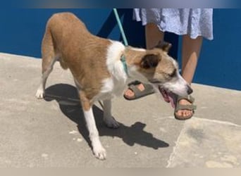 Pinha, eine noch sehr schüchterne junge Hündin mit unbekannter Herkunft