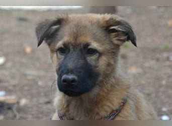 Fünf Weihnachtswelpen, eine fröhliche Truppe, die mitten in der Natur aufwächst (Zoo)