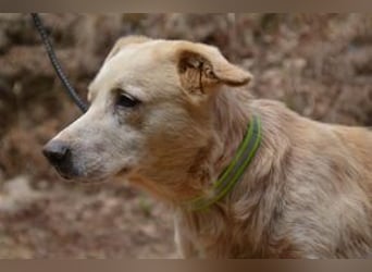 Neige, einer von vier Hunden, die dringend ein neues Zuhause benötigen
