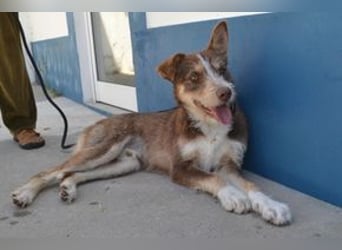 Cookie und Twix , zwei Brüder, die gesehen werden möchten