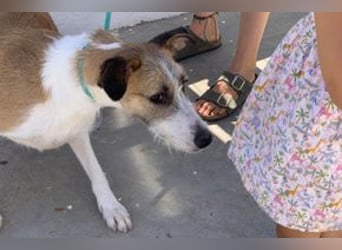 Pinha, eine noch sehr schüchterne junge Hündin mit unbekannter Herkunft