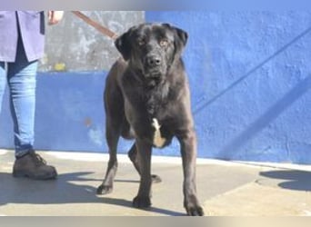 Pestinha, ein durch schlechte Haltung etwas orientierungsloser Rüde