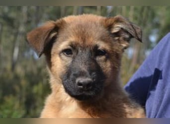 Fünf Weihnachtswelpen, eine fröhliche Truppe, die mitten in der Natur aufwächst